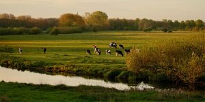 Maaskemp Hans Franken