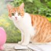 kattenkwaad