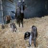 eerste lammetjes dit jaar bij kinderboerderij gennep