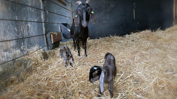 eerste lammetjes dit jaar bij kinderboerderij gennep