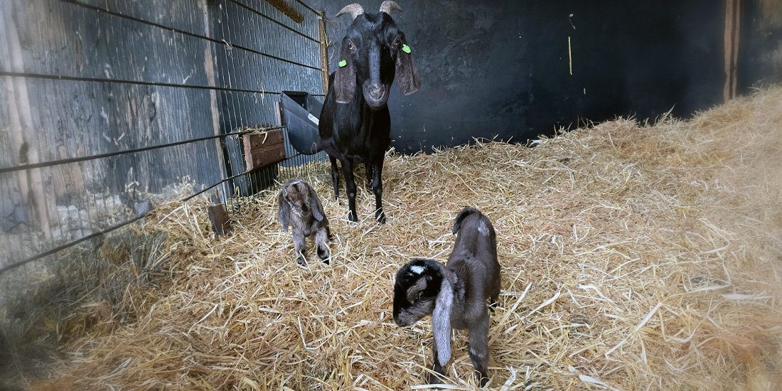 eerste lammetjes dit jaar bij kinderboerderij gennep