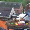 Verrassing Kleurrijk ooievaarsnest