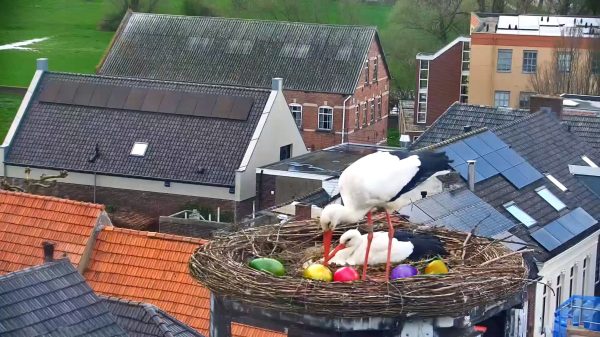 Verrassing Kleurrijk ooievaarsnest