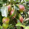 Hoogstam fruitboom IVN