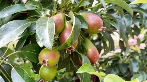 Hoogstam fruitboom IVN