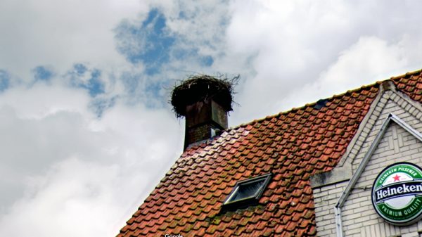 Ooievaarskuikens geringd en geadopteerd