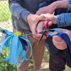 Mikado’s groeihoek geopend
