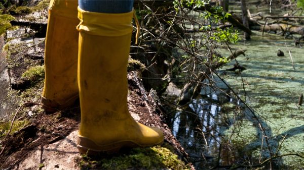 Laarzendag trekt door Maasduinen