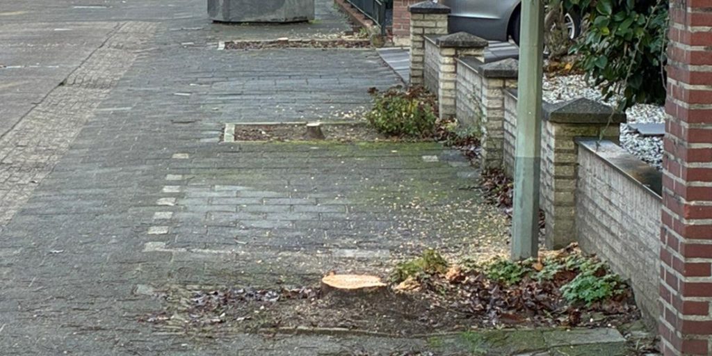 Bomenkap in Gennep