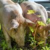 Maria Smits legt exoten uit Invasieve exoten varkens