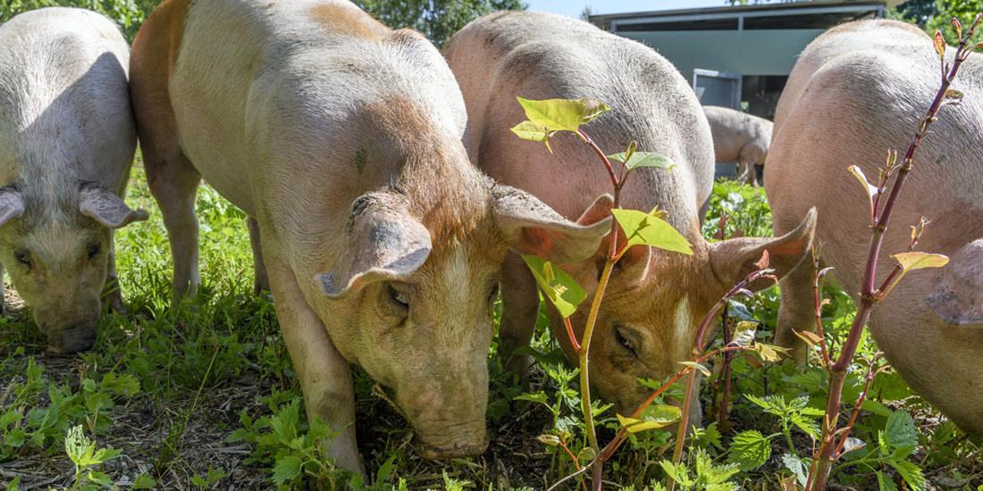 Maria Smits legt exoten uit Invasieve exoten varkens